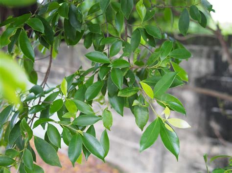 怎麼避邪|各種避邪植物：抹草（茉草）、榕樹葉、芙蓉葉 – G.